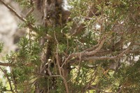 Juniperus tibetica