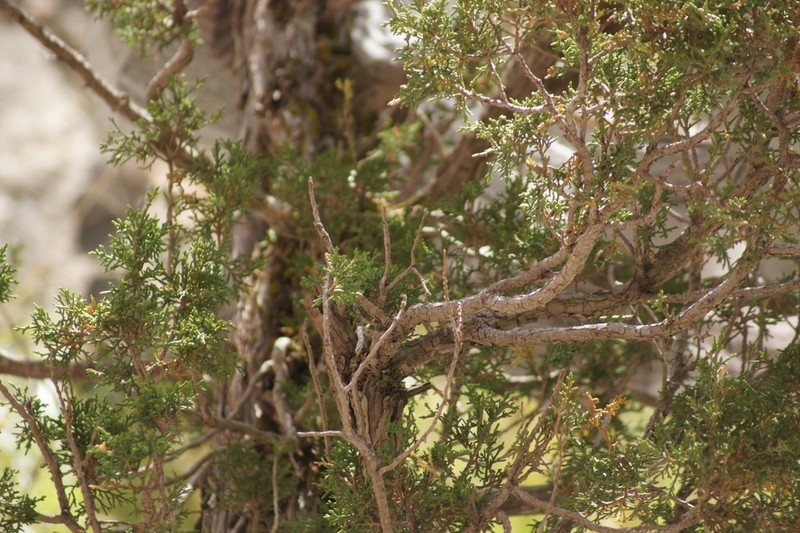 Juniperus tibetica