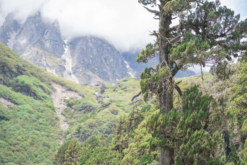 Juniperus tibetica photo 2
