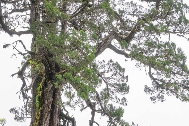 Juniperus tibetica photo 3