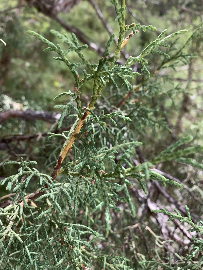 Juniperus tibetica photo 4