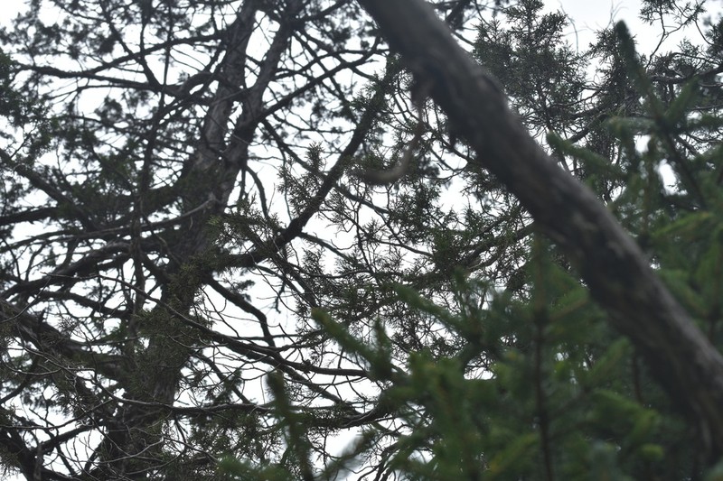 Juniperus tibetica photo 5