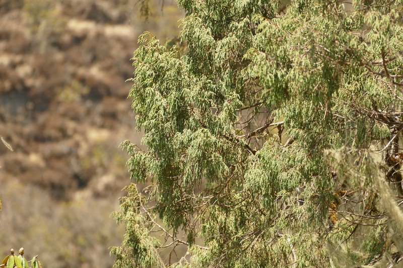 Juniperus tibetica photo 6