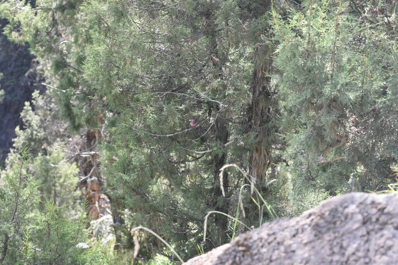 Juniperus tibetica photo 7