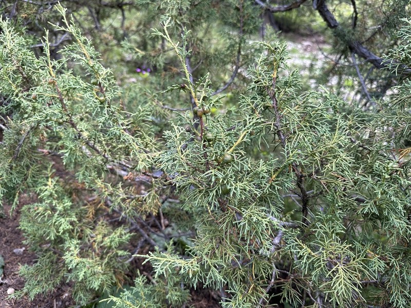 Juniperus tibetica photo 8