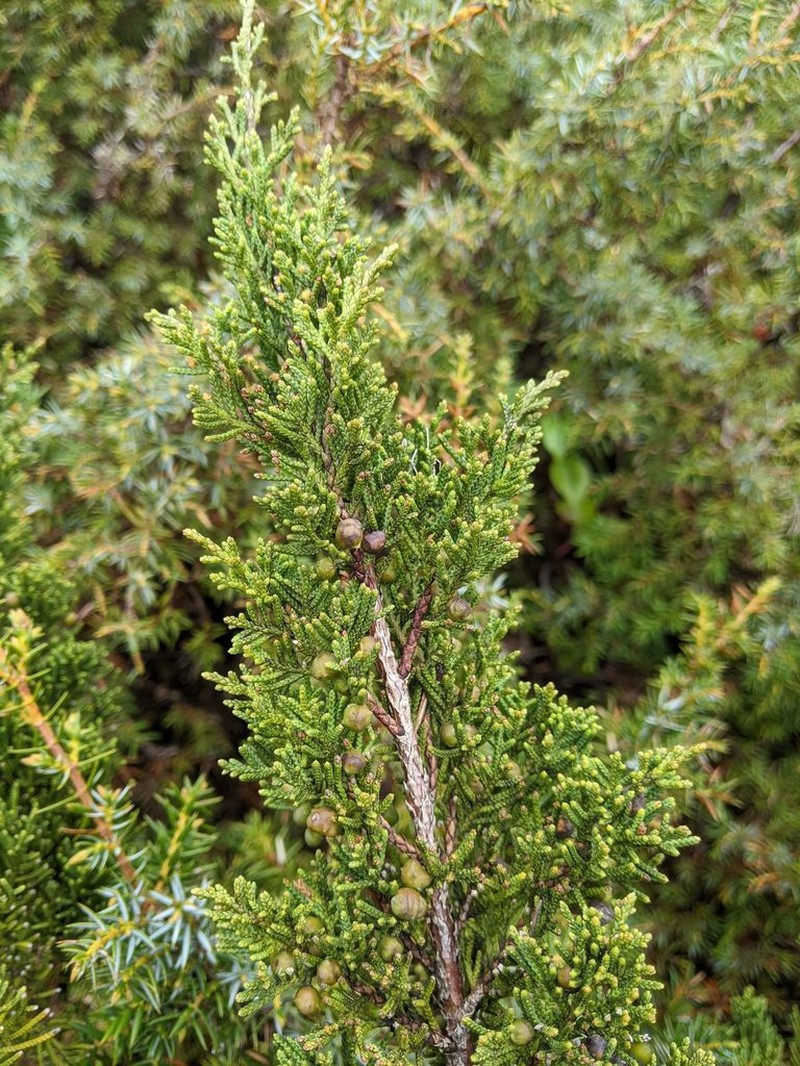 Juniperus tsukusiensis photo 2