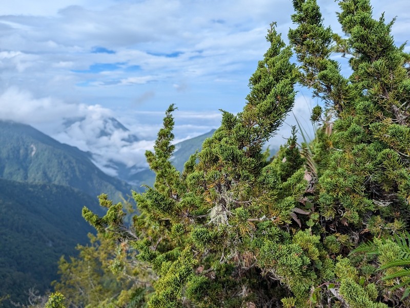 Juniperus tsukusiensis photo 3