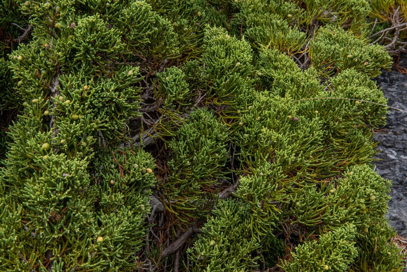 Juniperus tsukusiensis photo 4