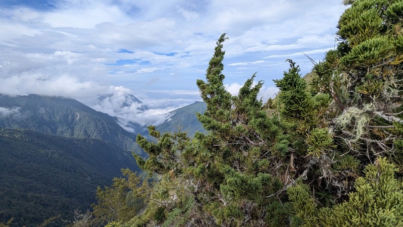 Juniperus tsukusiensis photo 5