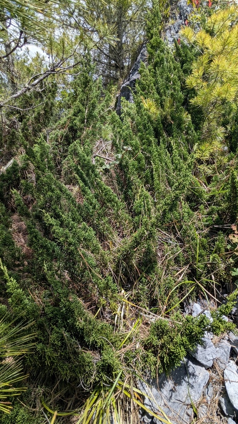 Juniperus tsukusiensis photo 6