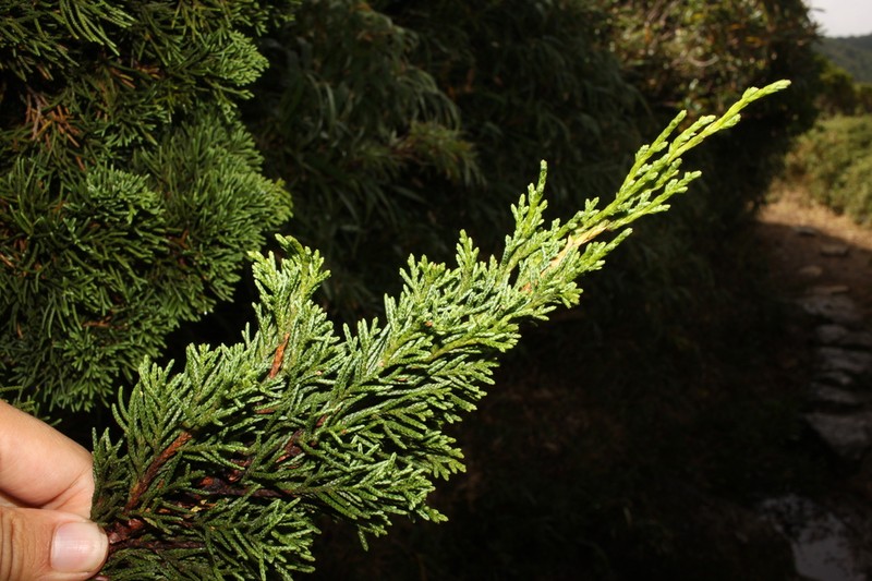Juniperus tsukusiensis photo 7