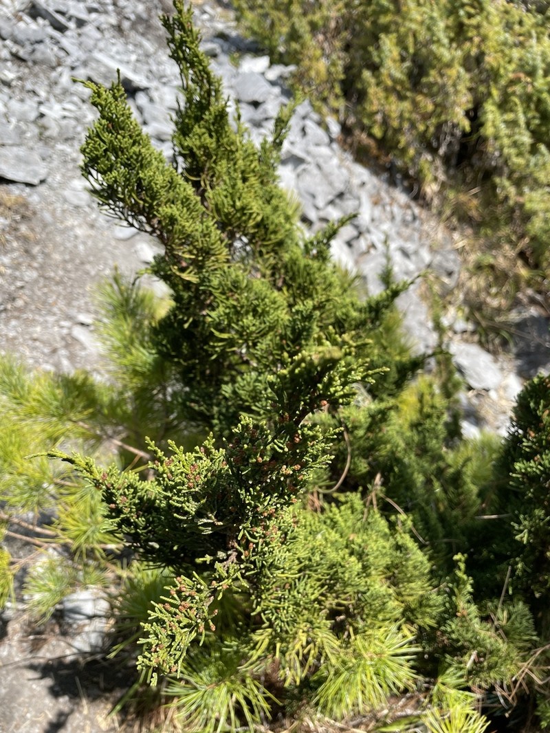Juniperus tsukusiensis photo 8