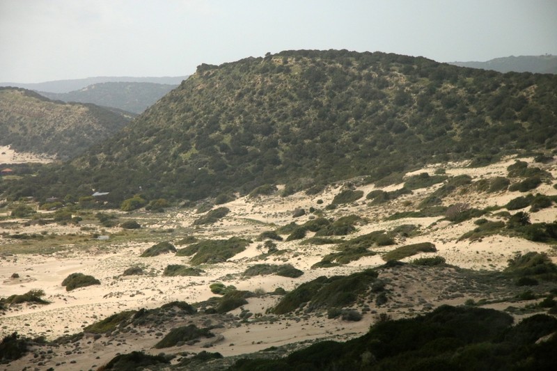 Juniperus turbinata photo 2