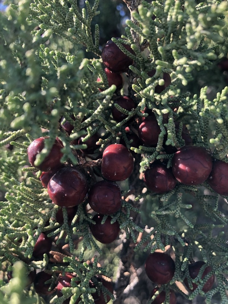 Juniperus turbinata photo 3