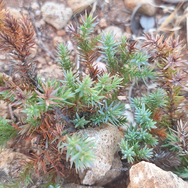 Juniperus turbinata photo 4