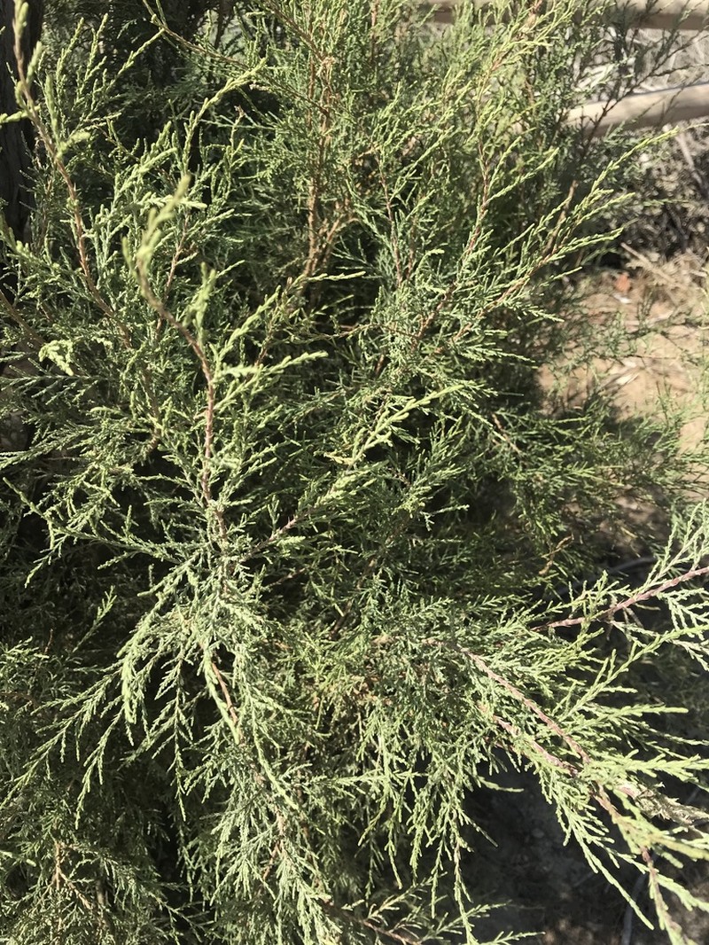 Juniperus turbinata photo 5