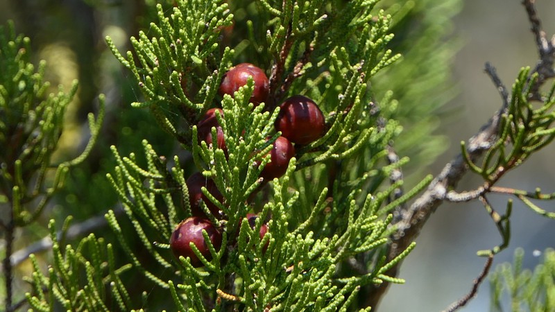 Juniperus turbinata photo 6
