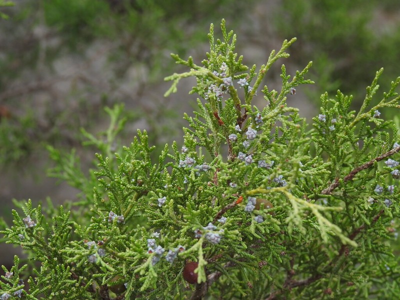 Juniperus turbinata photo 7