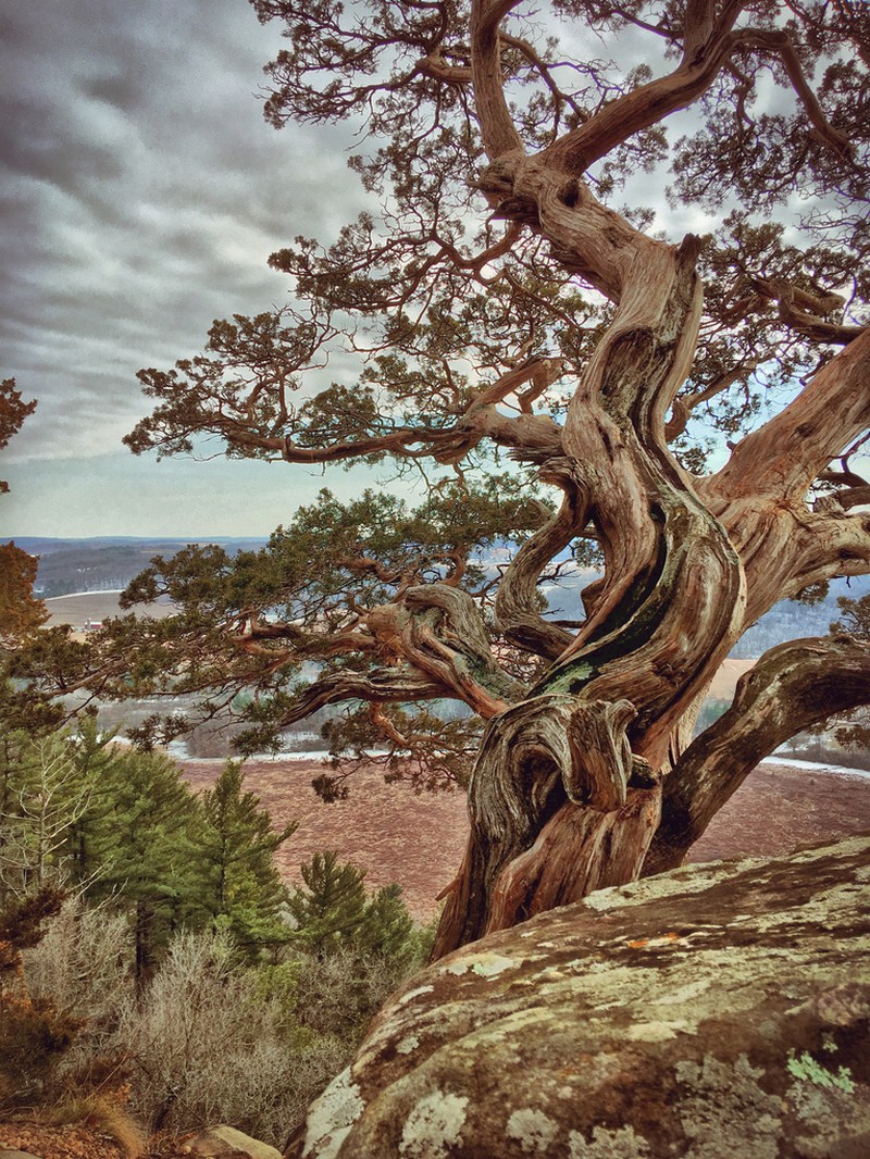 Eastern Redcedar photo 3