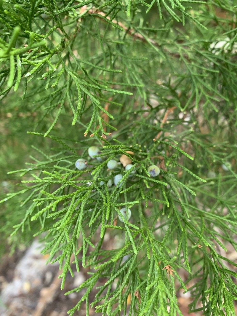 Eastern Redcedar photo 4