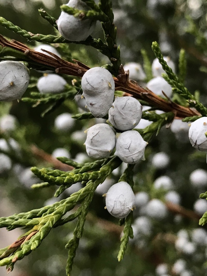 Eastern Redcedar photo 7