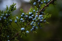 Eastern Redcedar