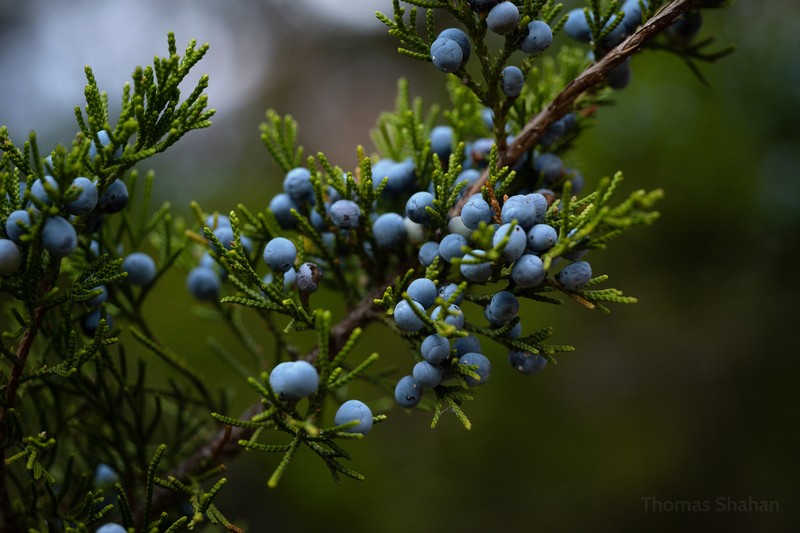 Eastern Redcedar