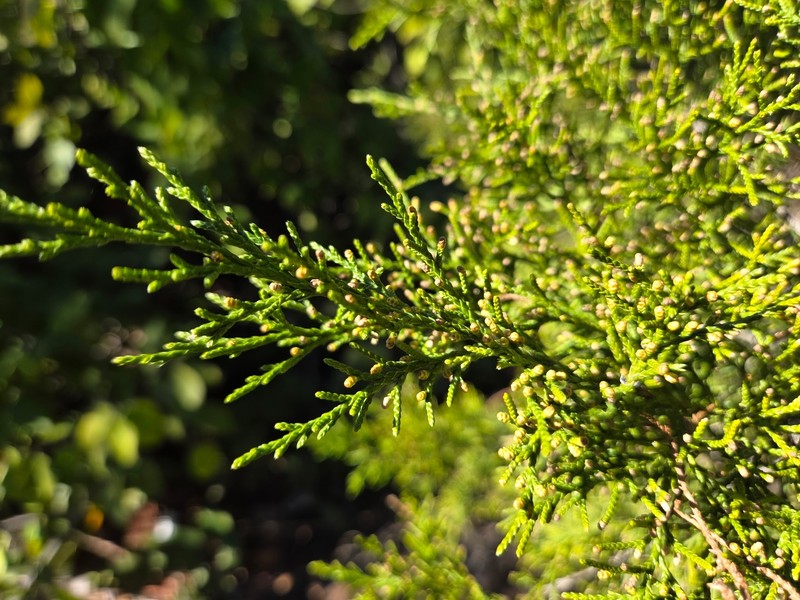 Juniperus virginiana var. silicicola