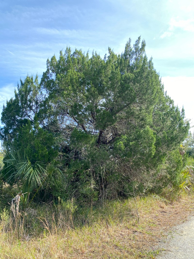 Juniperus virginiana var. silicicola photo 2