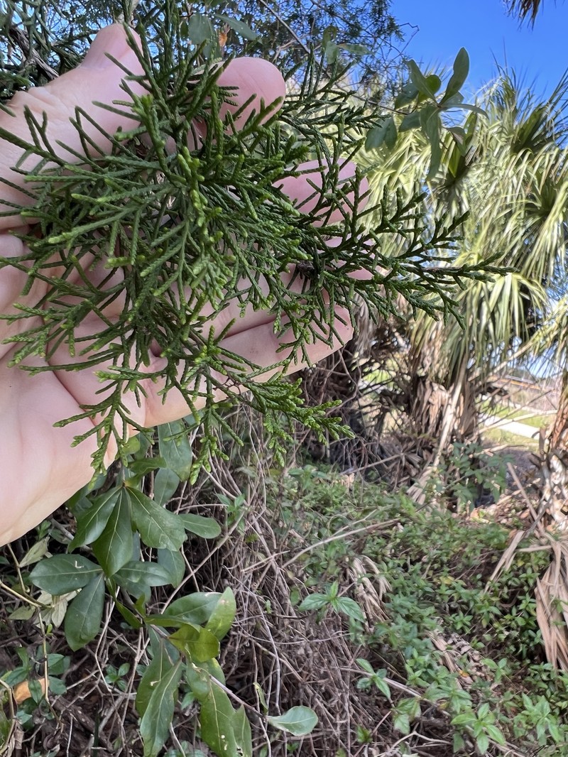 Juniperus virginiana var. silicicola photo 3