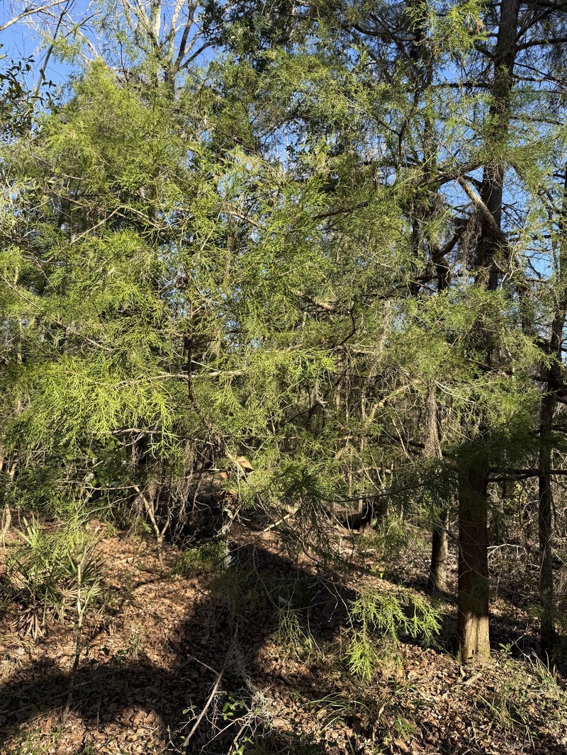 Juniperus virginiana var. silicicola photo 4