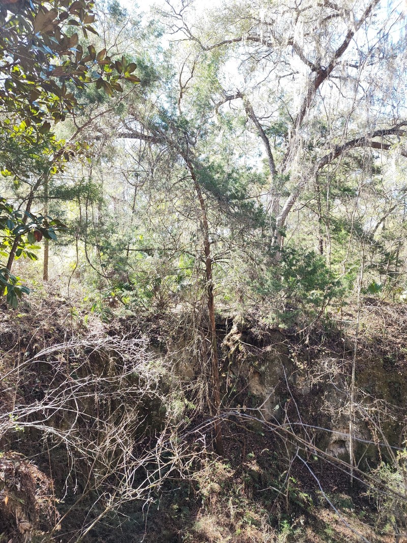 Juniperus virginiana var. silicicola photo 5