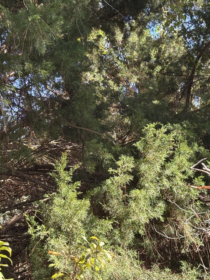 Juniperus virginiana var. silicicola photo 6