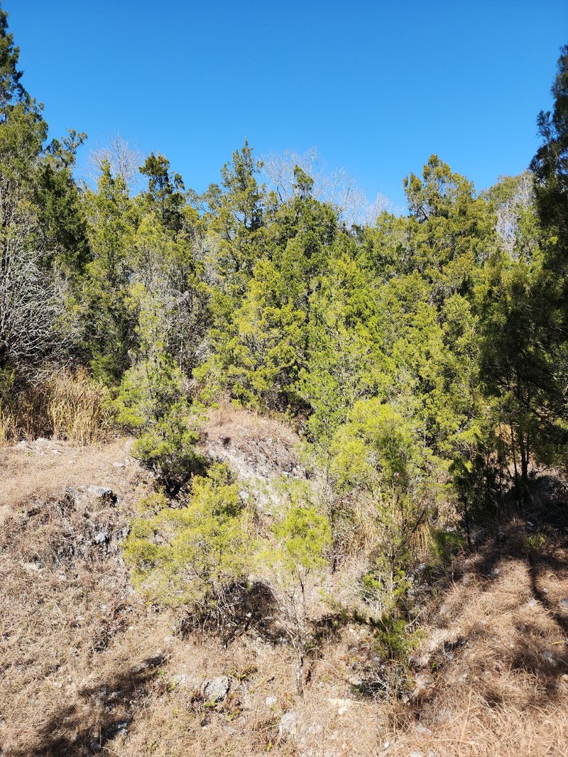 Juniperus virginiana var. silicicola photo 8