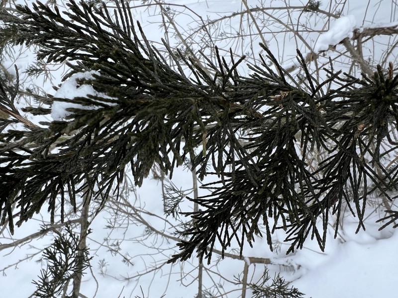 Juniperus virginiana var. virginiana