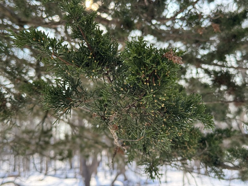 Juniperus virginiana var. virginiana photo 2