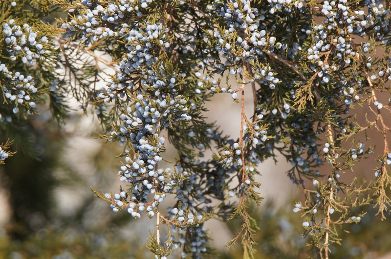Juniperus virginiana var. virginiana photo 4