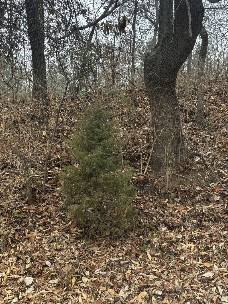 Juniperus virginiana var. virginiana photo 5