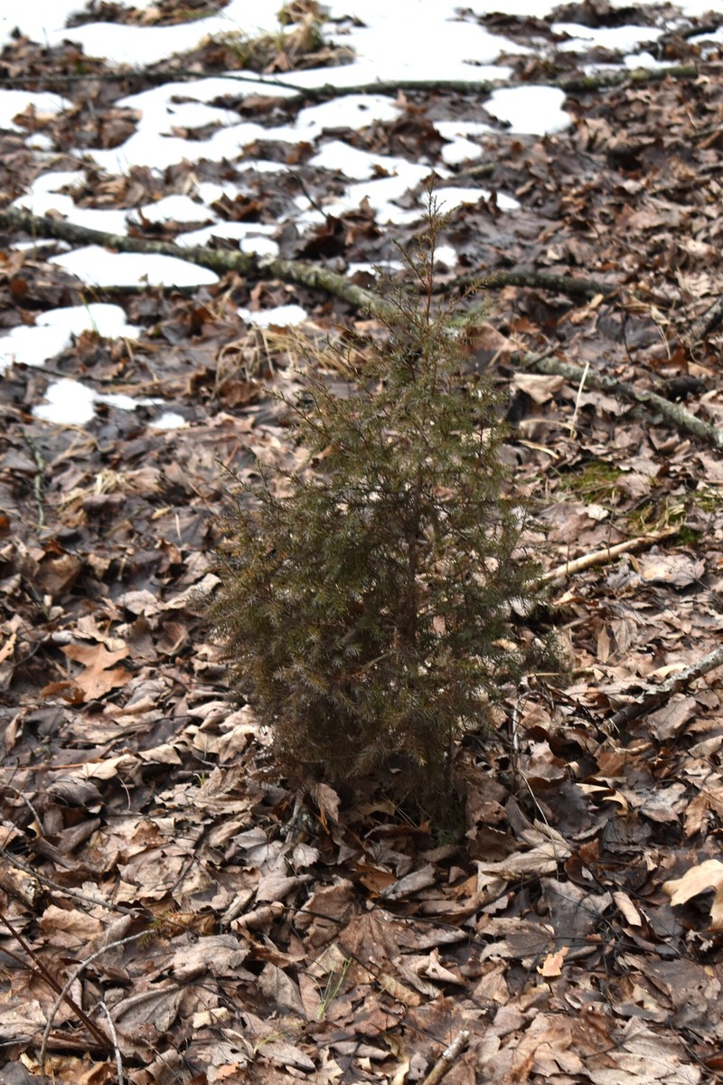 Juniperus virginiana var. virginiana photo 6