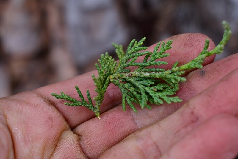 Juniperus zanonii photo 2