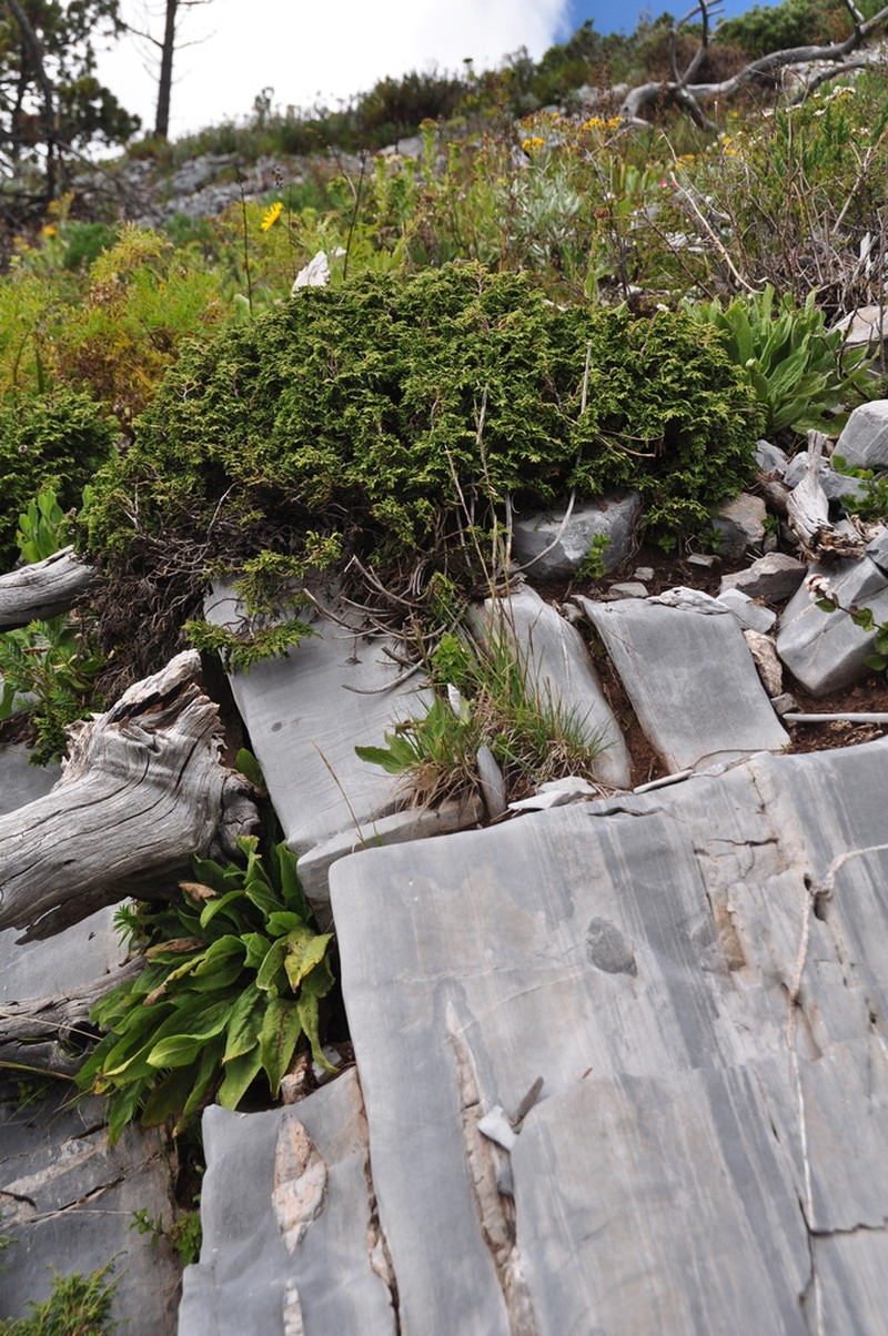 Juniperus zanonii photo 3