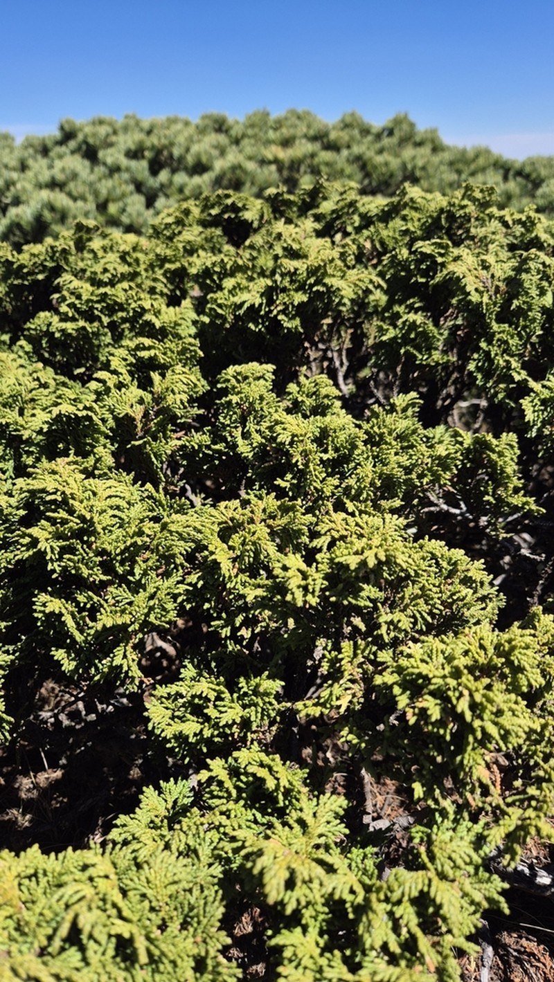 Juniperus zanonii photo 4