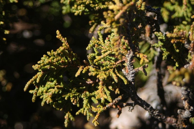 Juniperus zanonii photo 5