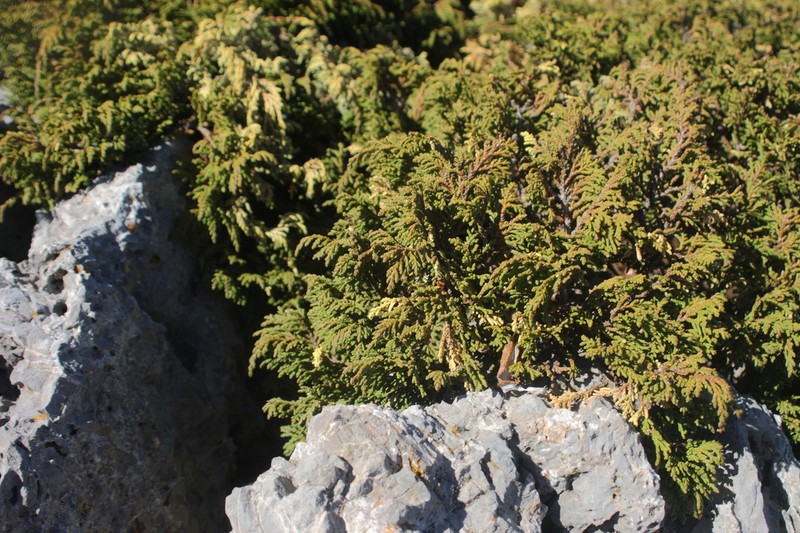 Juniperus zanonii photo 6