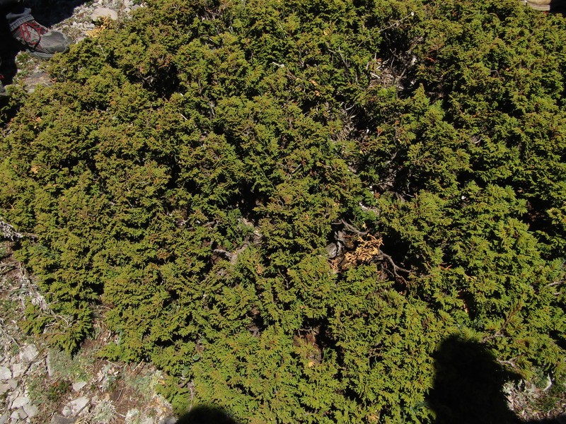 Juniperus zanonii photo 7
