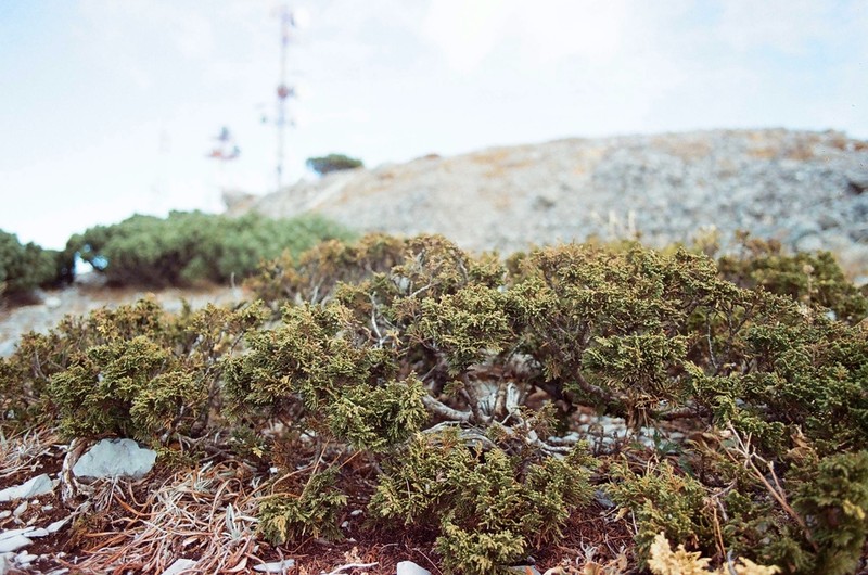Juniperus zanonii photo 8