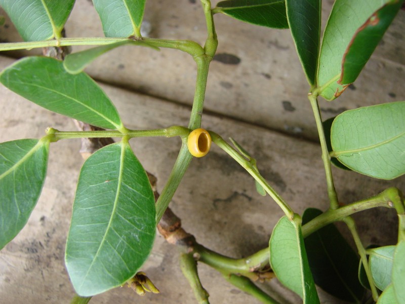 Jupunba adenophora