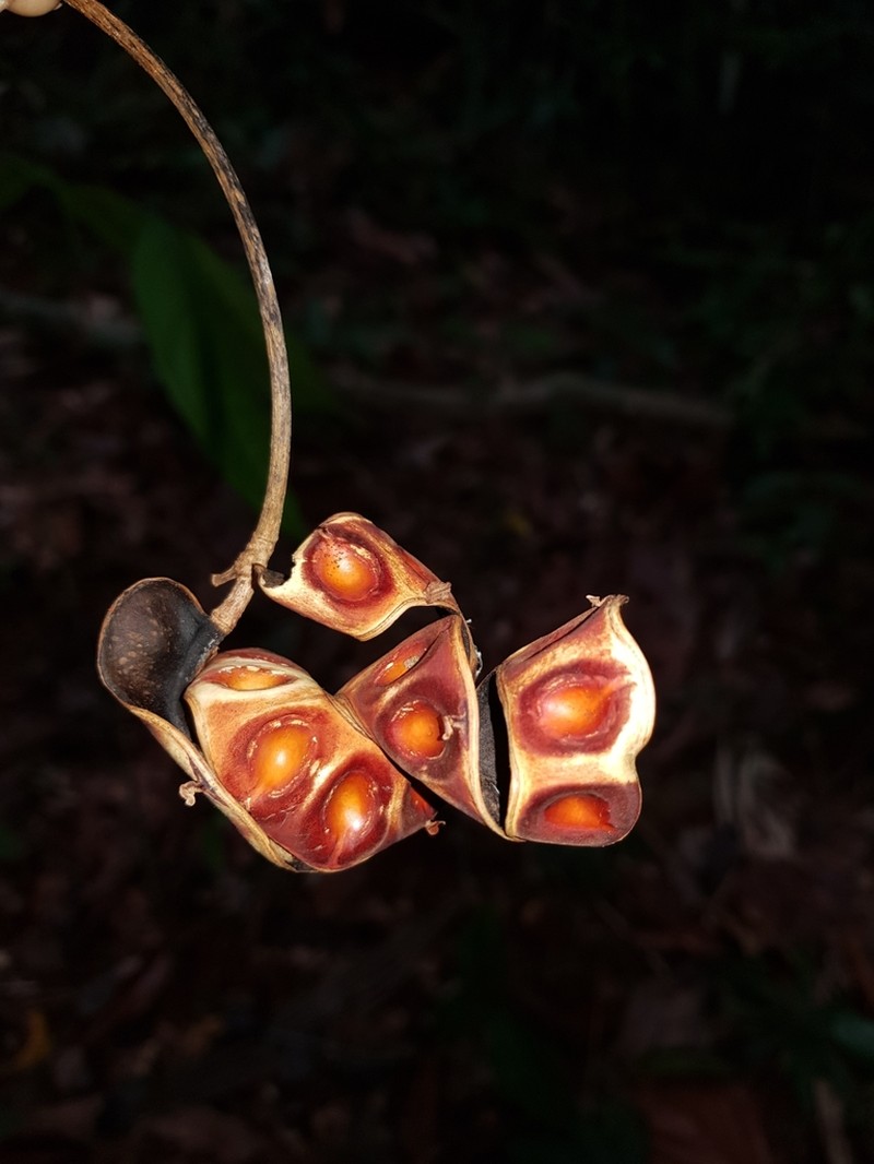 Jupunba adenophora photo 2