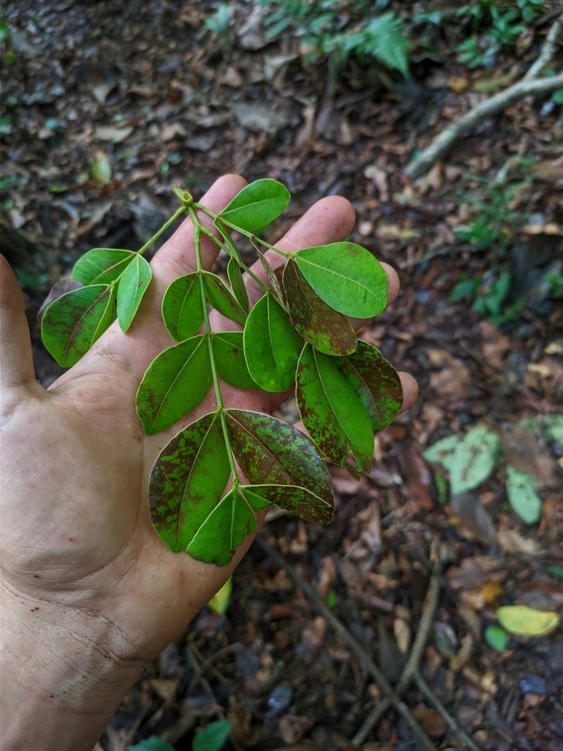 Jupunba adenophora photo 3
