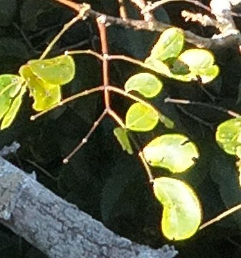 Jupunba adenophora photo 4